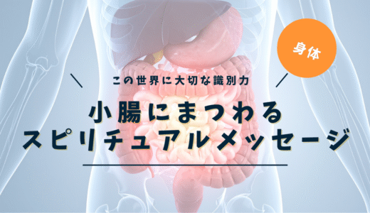 小腸のスピリチュアルな意味｜識別力・感情消化・信念の根っこを5層で読み解く完全ガイド